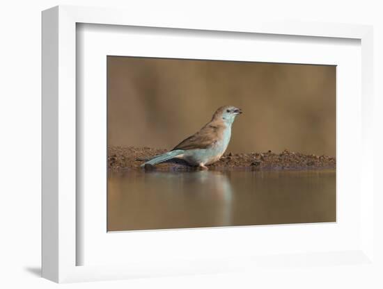 Blue waxbill (Uraeginthus angolensis), Zimanga private game reserve, KwaZulu-Natal, South Africa, A-Ann and Steve Toon-Framed Photographic Print