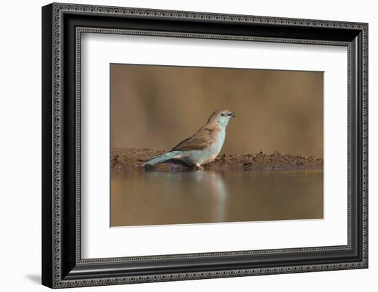 Blue waxbill (Uraeginthus angolensis), Zimanga private game reserve, KwaZulu-Natal, South Africa, A-Ann and Steve Toon-Framed Photographic Print