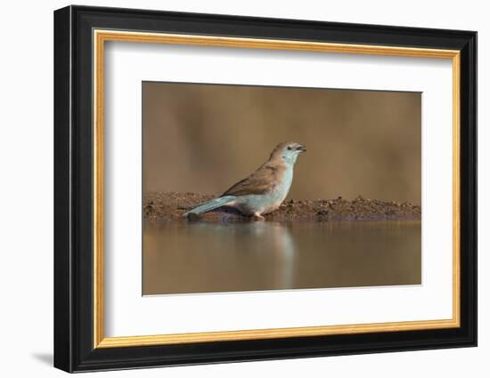 Blue waxbill (Uraeginthus angolensis), Zimanga private game reserve, KwaZulu-Natal, South Africa, A-Ann and Steve Toon-Framed Photographic Print