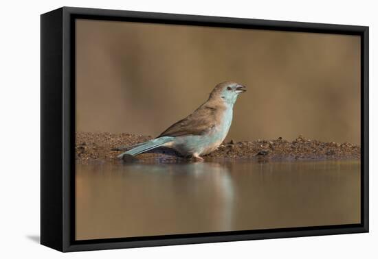 Blue waxbill (Uraeginthus angolensis), Zimanga private game reserve, KwaZulu-Natal, South Africa, A-Ann and Steve Toon-Framed Premier Image Canvas