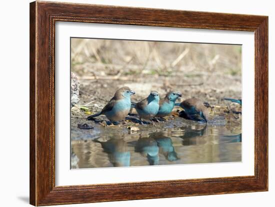 Blue Waxbills Drinking-Peter Chadwick-Framed Photographic Print