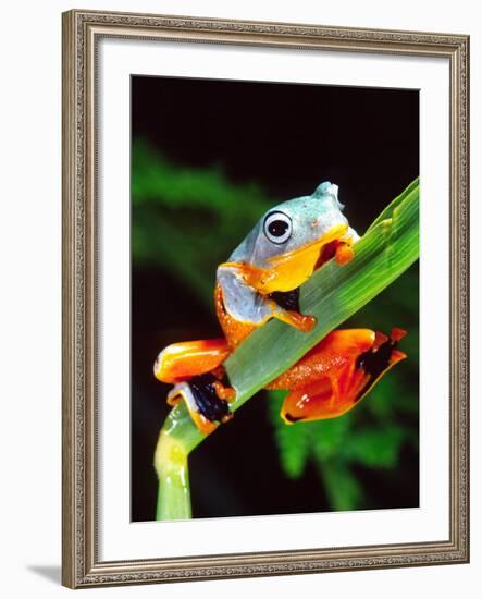 Blue Webbed Gliding Frog, Native to New Guinea-David Northcott-Framed Photographic Print