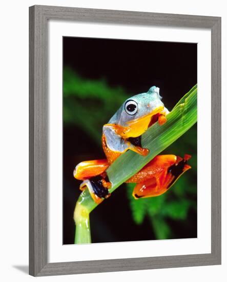 Blue Webbed Gliding Frog, Native to New Guinea-David Northcott-Framed Photographic Print