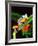 Blue Webbed Gliding Frog, Native to New Guinea-David Northcott-Framed Photographic Print