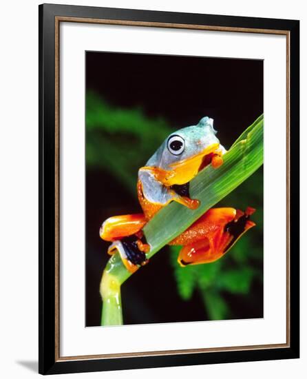 Blue Webbed Gliding Frog, Native to New Guinea-David Northcott-Framed Photographic Print