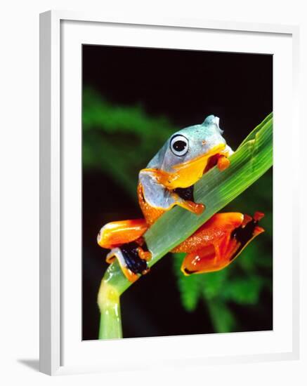 Blue Webbed Gliding Frog, Native to New Guinea-David Northcott-Framed Photographic Print