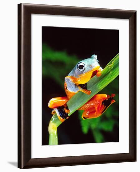 Blue Webbed Gliding Frog, Native to New Guinea-David Northcott-Framed Photographic Print