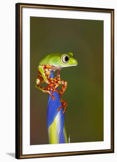 Blue-webbed gliding tree frog on Iris flower-Adam Jones-Framed Photographic Print