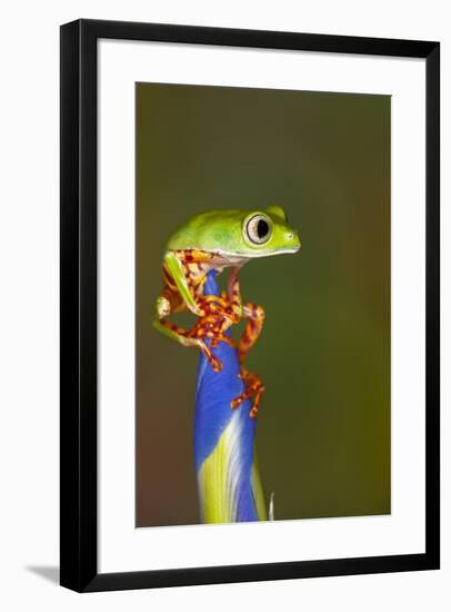 Blue-webbed gliding tree frog on Iris flower-Adam Jones-Framed Photographic Print