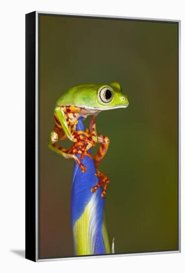 Blue-webbed gliding tree frog on Iris flower-Adam Jones-Framed Premier Image Canvas