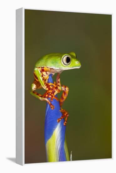 Blue-webbed gliding tree frog on Iris flower-Adam Jones-Framed Premier Image Canvas