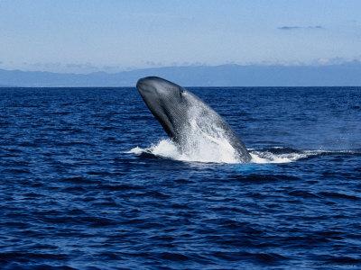'Blue Whale, Breaching, Azores, Portugal' Photographic Print - Gerard