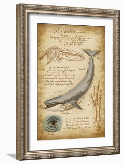 Blue Whale Davinci-Lantern Press-Framed Premium Giclee Print