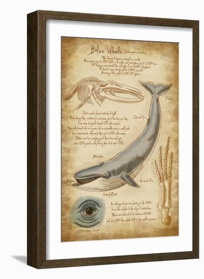 Blue Whale Davinci-Lantern Press-Framed Premium Giclee Print