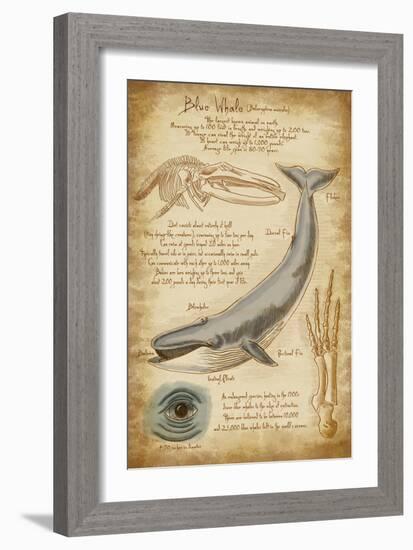 Blue Whale Davinci-Lantern Press-Framed Art Print