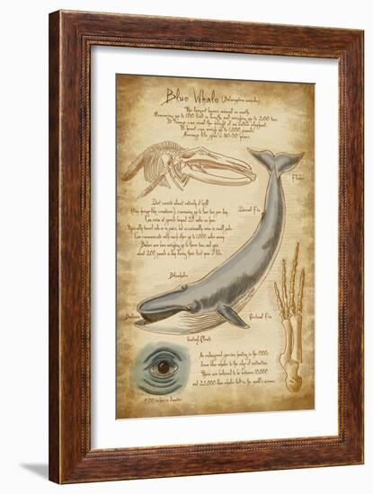 Blue Whale Davinci-Lantern Press-Framed Art Print