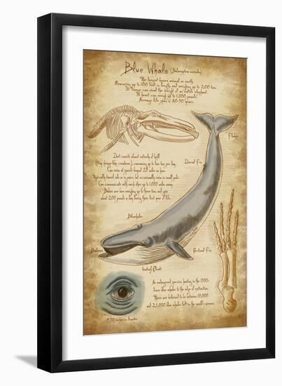 Blue Whale Davinci-Lantern Press-Framed Art Print