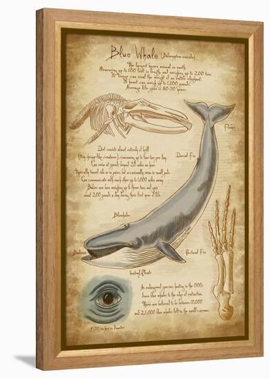 Blue Whale Davinci-Lantern Press-Framed Stretched Canvas