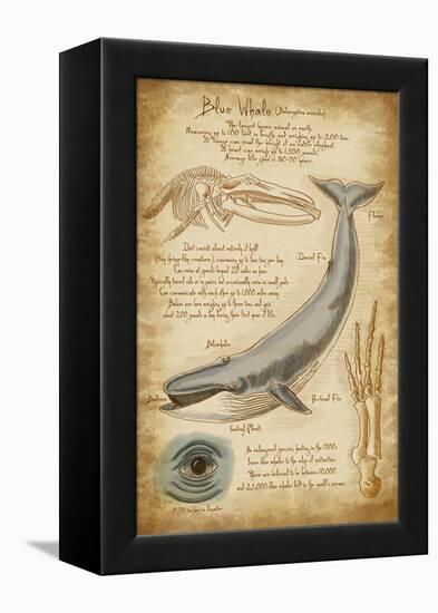 Blue Whale Davinci-Lantern Press-Framed Stretched Canvas