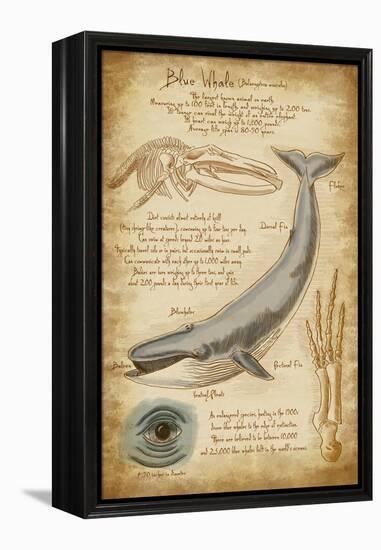 Blue Whale Davinci-Lantern Press-Framed Stretched Canvas