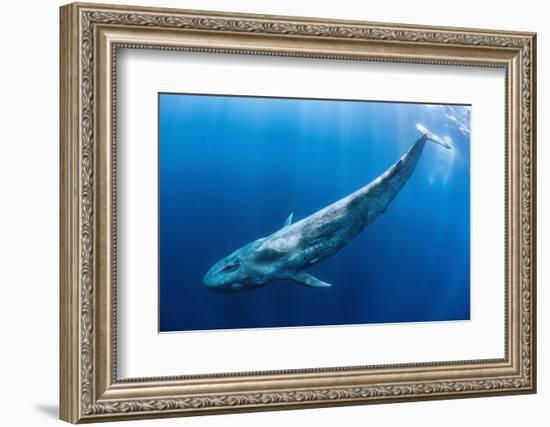 Blue whale swims beneath the surface, Indian Ocean-Alex Mustard-Framed Photographic Print