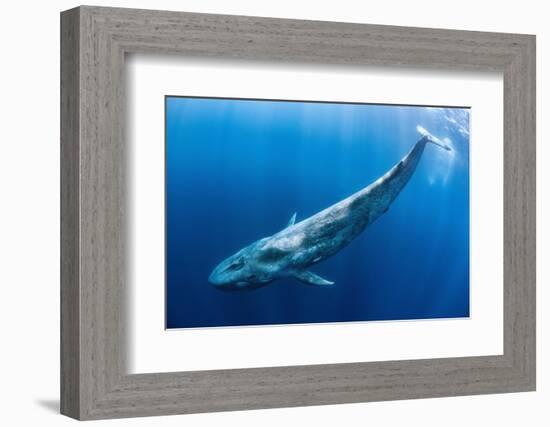 Blue whale swims beneath the surface, Indian Ocean-Alex Mustard-Framed Photographic Print