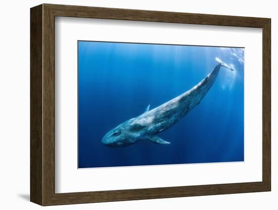 Blue whale swims beneath the surface, Indian Ocean-Alex Mustard-Framed Photographic Print