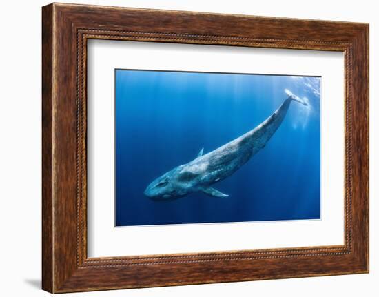 Blue whale swims beneath the surface, Indian Ocean-Alex Mustard-Framed Photographic Print