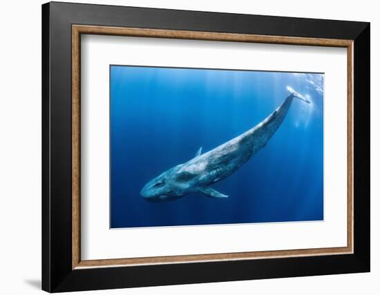 Blue whale swims beneath the surface, Indian Ocean-Alex Mustard-Framed Photographic Print