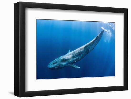 Blue whale swims beneath the surface, Indian Ocean-Alex Mustard-Framed Photographic Print