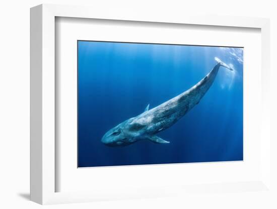 Blue whale swims beneath the surface, Indian Ocean-Alex Mustard-Framed Photographic Print