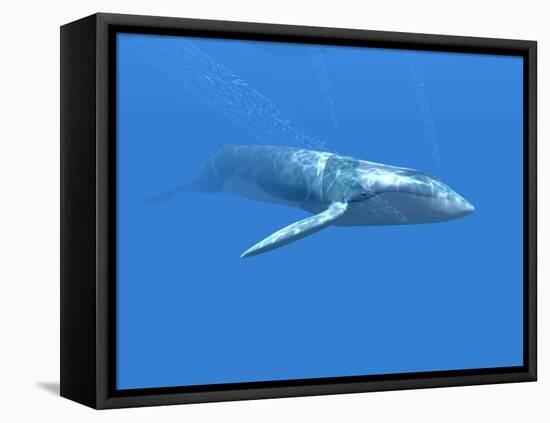 Blue Whale-Christian Darkin-Framed Premier Image Canvas