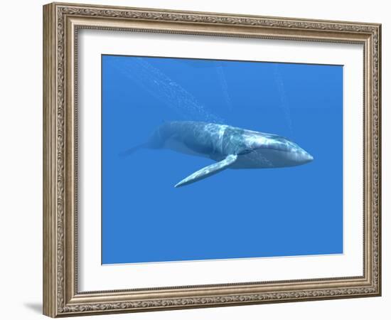 Blue Whale-Christian Darkin-Framed Photographic Print