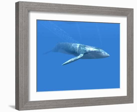 Blue Whale-Christian Darkin-Framed Photographic Print