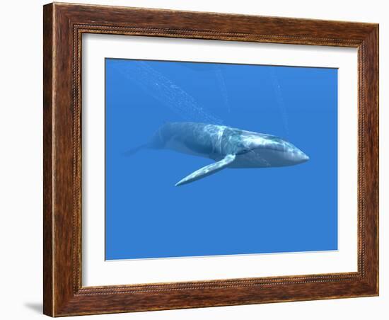 Blue Whale-Christian Darkin-Framed Photographic Print