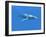 Blue Whale-Christian Darkin-Framed Photographic Print