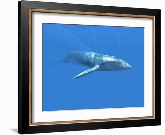 Blue Whale-Christian Darkin-Framed Photographic Print