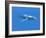 Blue Whale-Christian Darkin-Framed Photographic Print