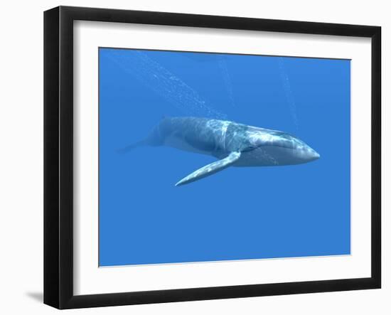 Blue Whale-Christian Darkin-Framed Photographic Print