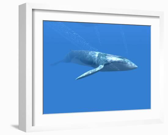 Blue Whale-Christian Darkin-Framed Photographic Print