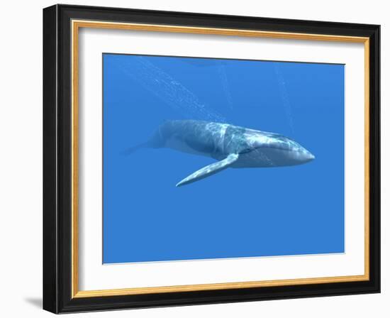 Blue Whale-Christian Darkin-Framed Photographic Print