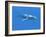 Blue Whale-Christian Darkin-Framed Photographic Print