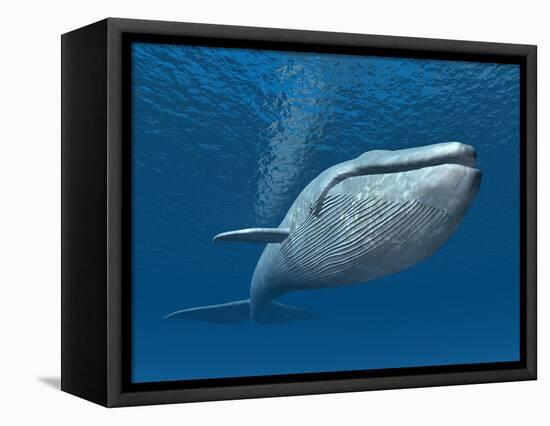 Blue Whale-MIRO3D-Framed Stretched Canvas