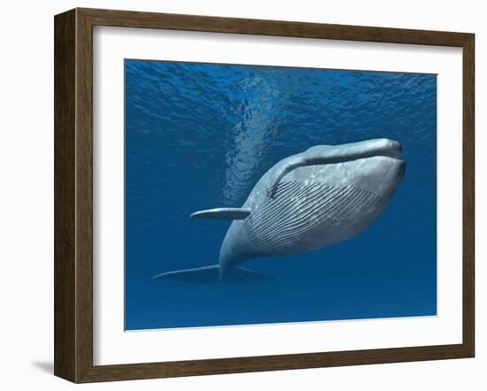 Blue Whale-MIRO3D-Framed Art Print