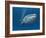 Blue Whale-MIRO3D-Framed Art Print