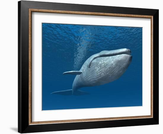 Blue Whale-MIRO3D-Framed Art Print