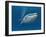 Blue Whale-MIRO3D-Framed Art Print
