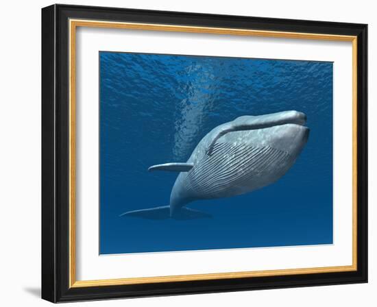 Blue Whale-MIRO3D-Framed Art Print