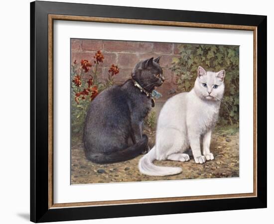 Blue, White Shorthairs-W. Luker-Framed Art Print