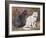 Blue, White Shorthairs-W. Luker-Framed Art Print